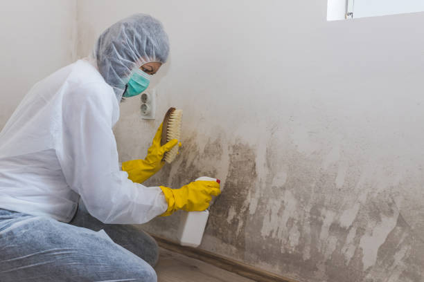 Best Certified Mold Removal  in Southwest Greensburg, PA