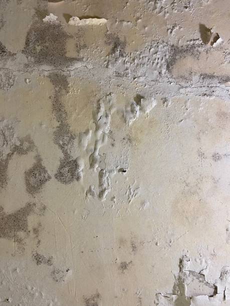 Best Attic Mold Removal  in Southwest Greensburg, PA
